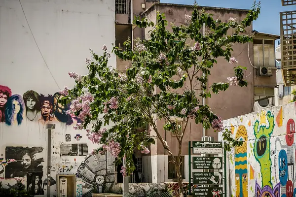 Flowering tree beside colourful murals on a Florentin backstreet in south Tel Aviv